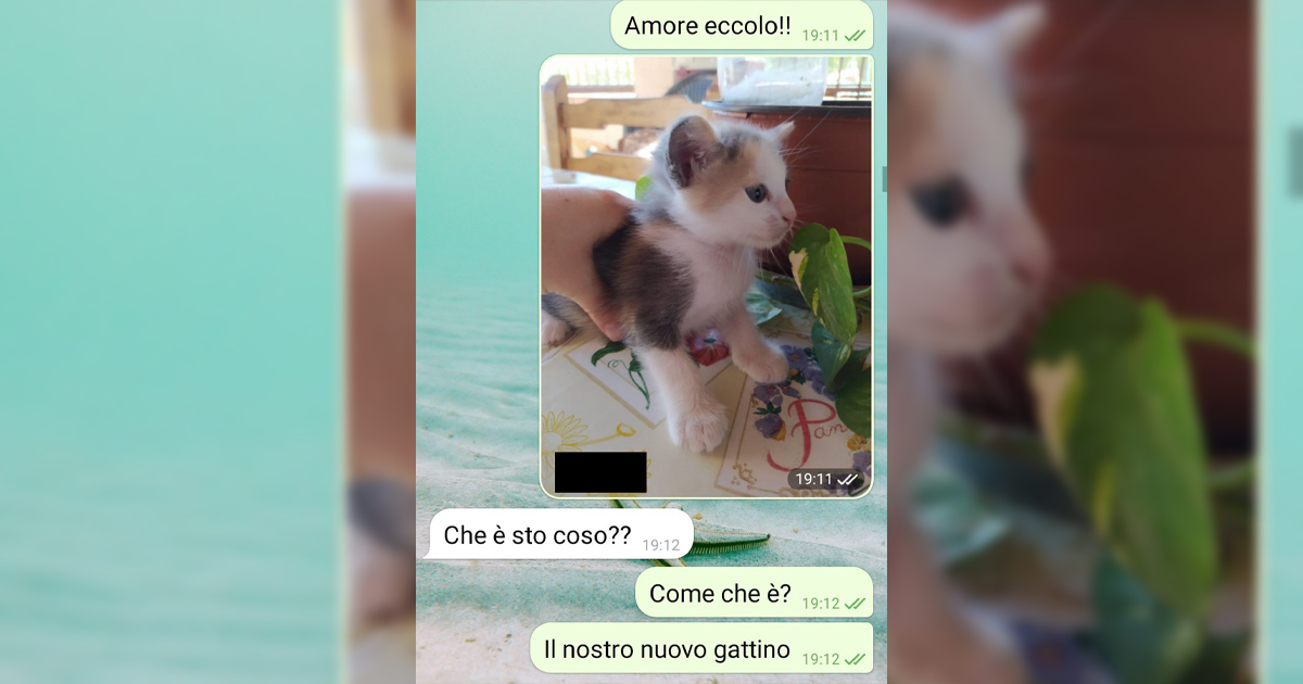 La gattina che nessuno vuole