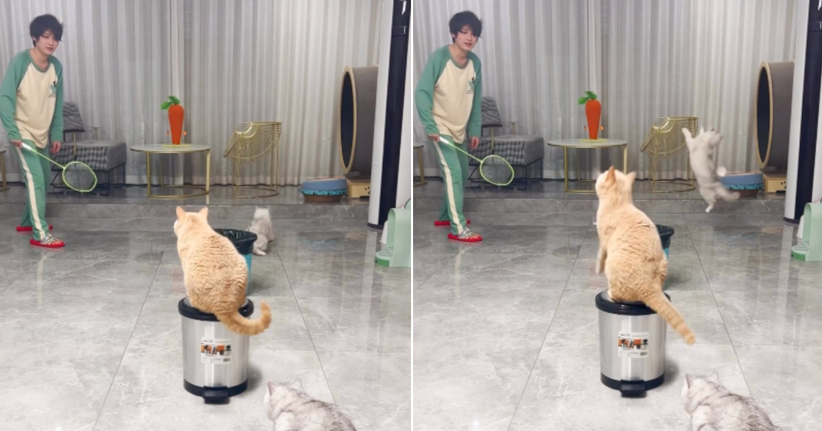 Gioca a badminton in coppia con un gatto contro due gatti [+VIDEO]