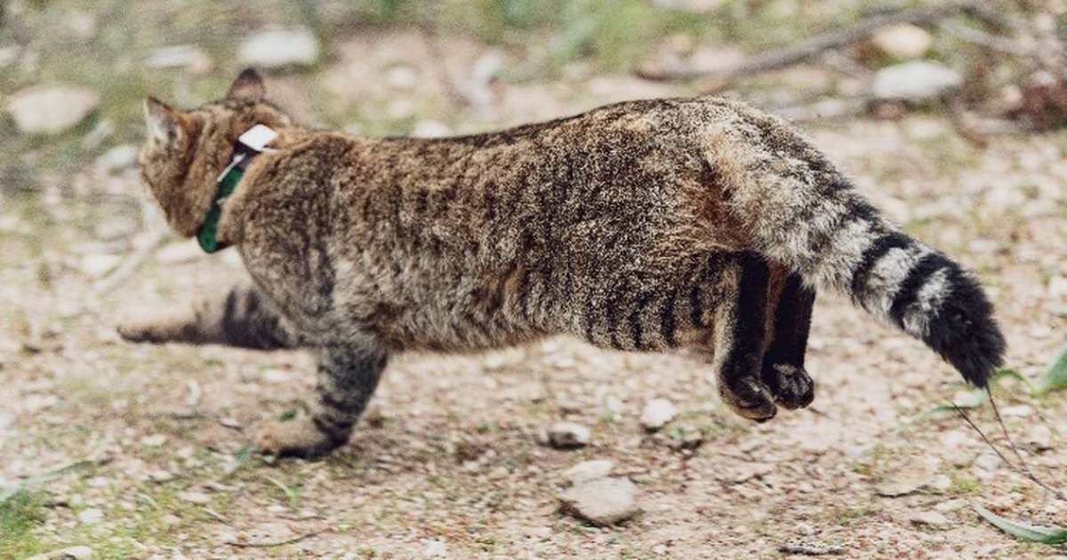 Il gatto-volpe, una nuova specie che proviene dalle foreste della Corsica
