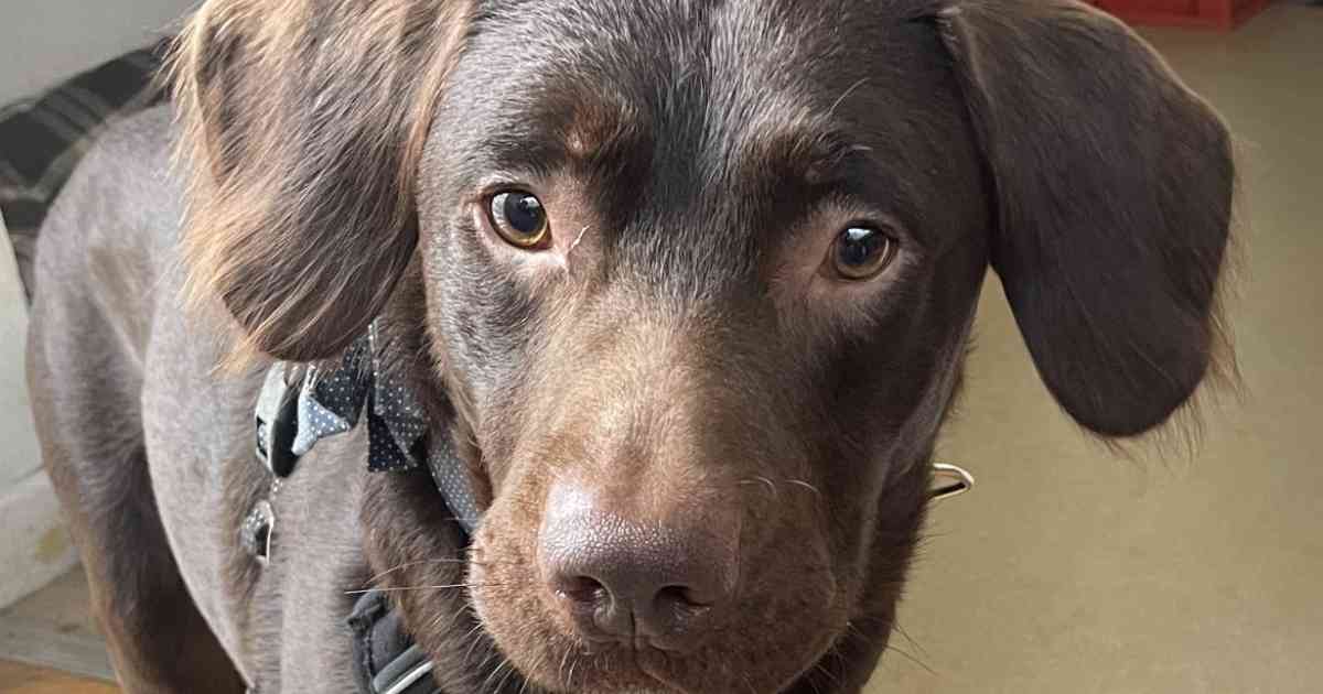 Un Labrador diventa il primo cane ad essere curato per la dipendenza da alcol