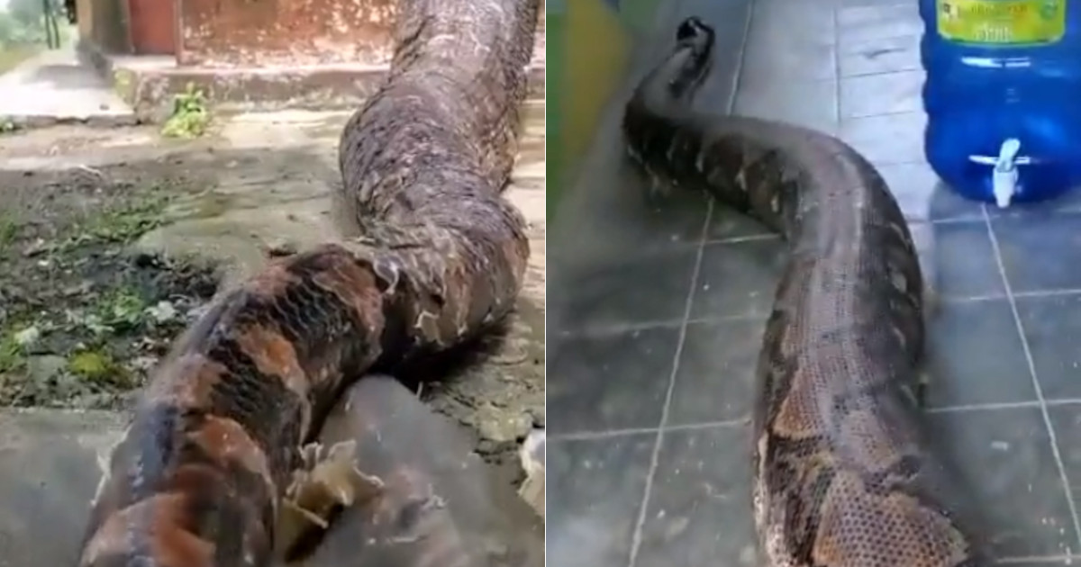 Video mostra il serpente più grande del mondo che ha mangiato esseri umani adulti