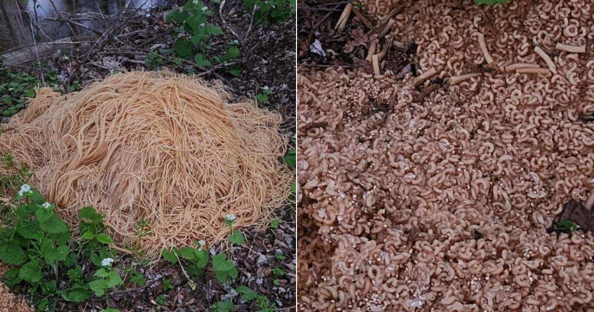 Trovati 200 kg di pasta cotti in un bosco: è il “macaroni mistery”