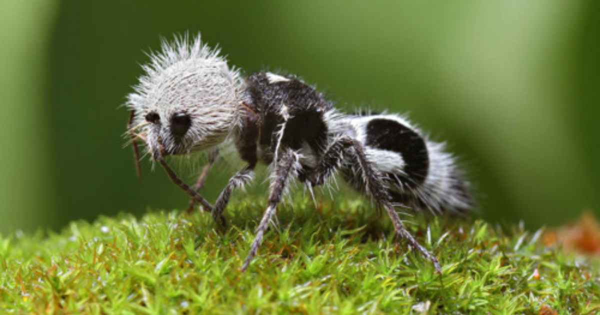 Animali bizzarri che non sapevi esistessero (tra cui la formica panda)