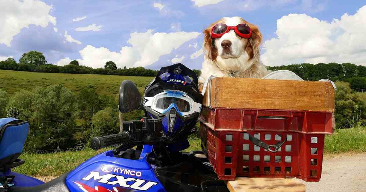 Porta il suo cane con sé su 160 km/h in un inseguimento in moto con la polizia