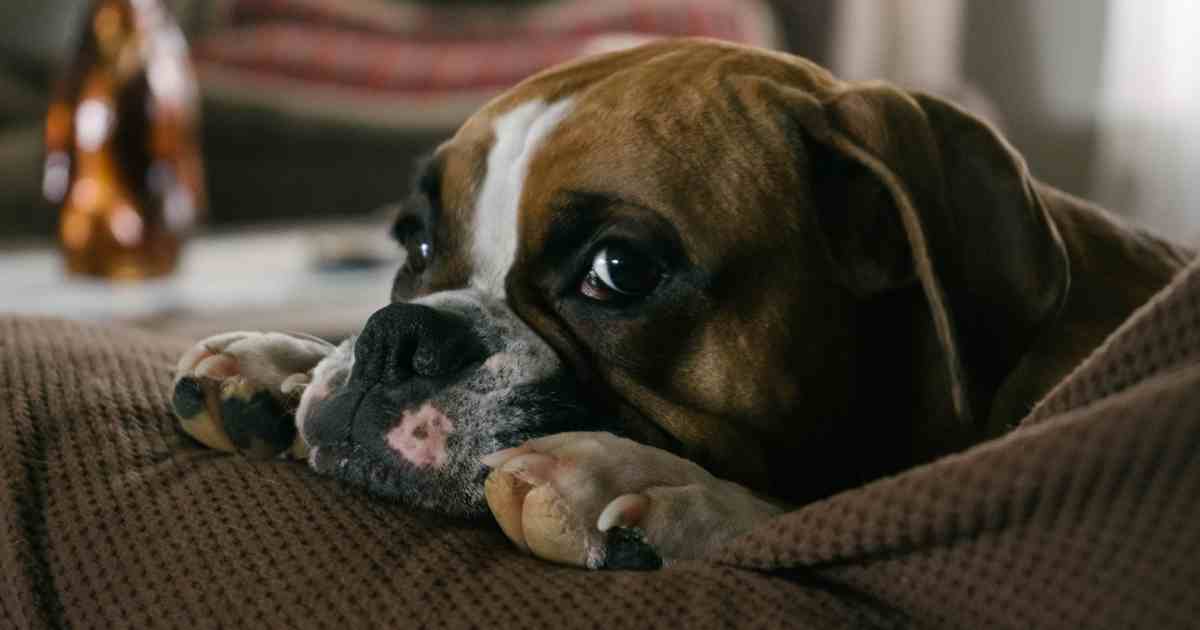 Mentre dorme il cane gli morde l’alluce: scopre così una verità inaspettata