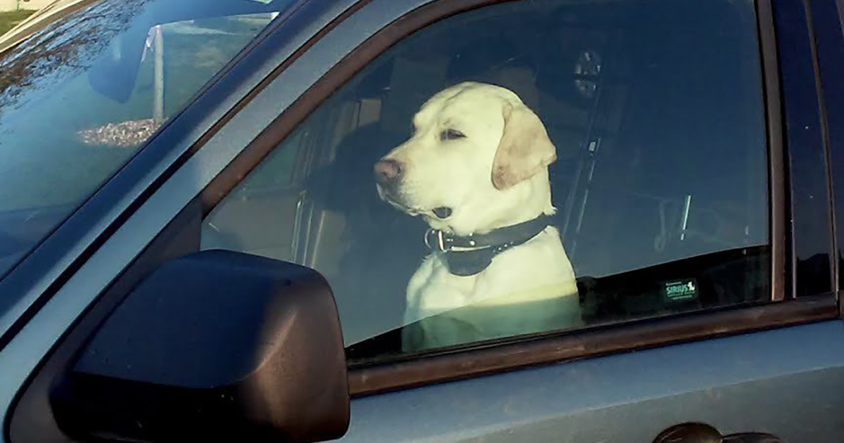 Ubriaco fermato dalla polizia mette il suo cane al posto di guida