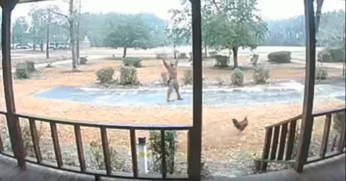 Il gallo fa da guardia alla casa: corriere terrorizzato si presenta con le mani alzate