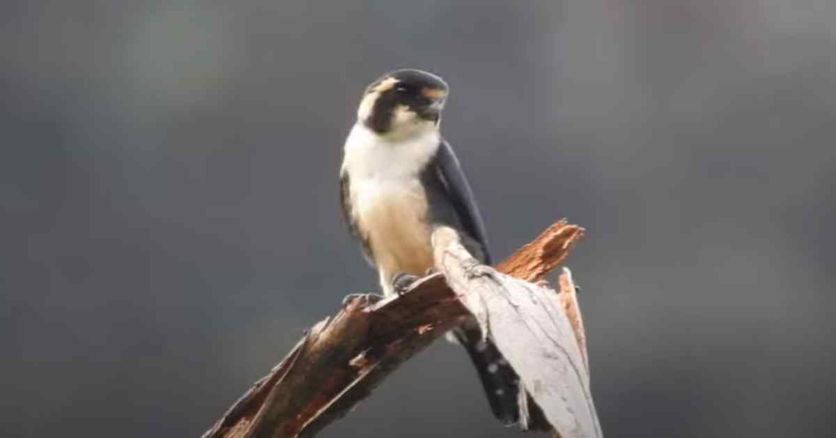 Questo piccolo adorabile uccello è il rapace più piccolo del mondo