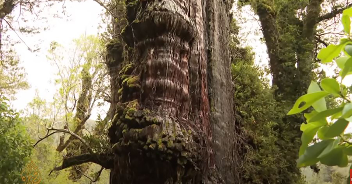 Il Bisnonno, l’albero più vecchio al mondo nato prima delle piramidi egizie [+VIDEO]
