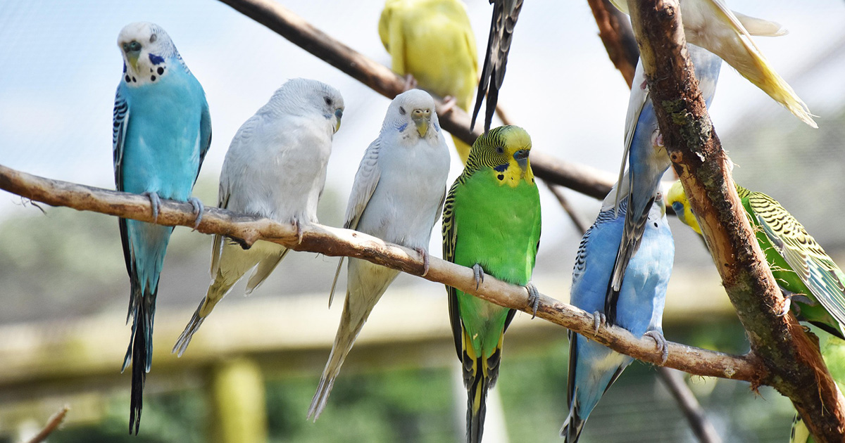 Gli scienziati hanno insegnato ai pappagalli a fare videochiamate [+VIDEO]