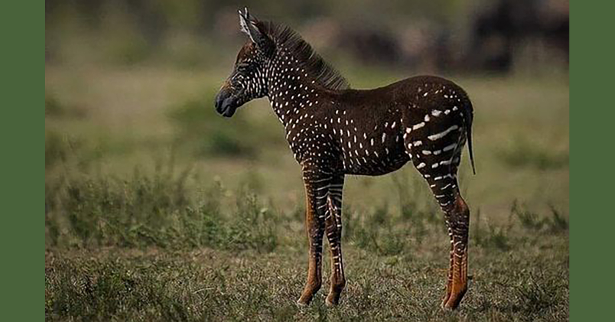La zebra a pois esiste e vive in Kenya