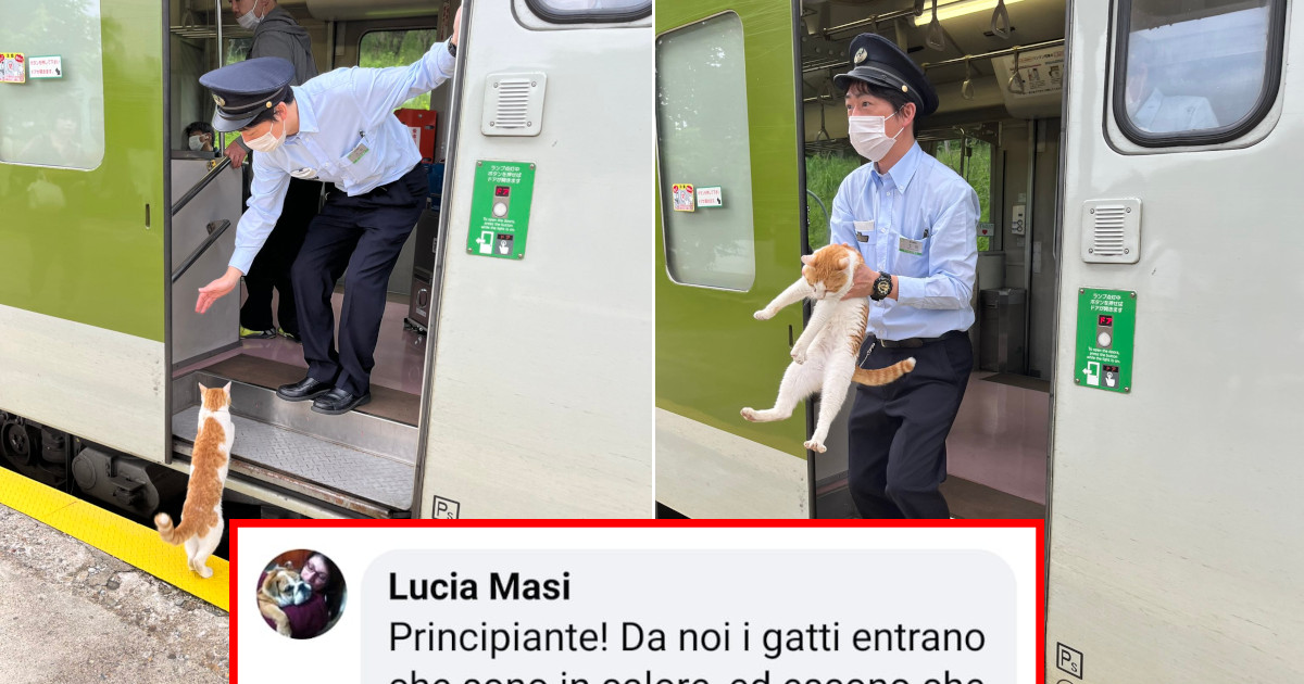 Gatto “clandestino” a bordo, il treno ritarda di 30 secondi (ed è già un caso) [+COMMENTI]