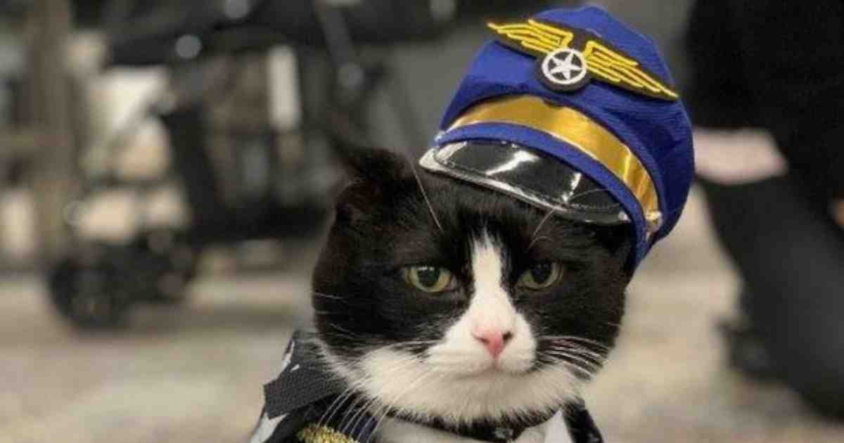 Aeroporto di San Francisco: arriva il primo gatto del team di animali da terapia che conforta i viaggiatori
