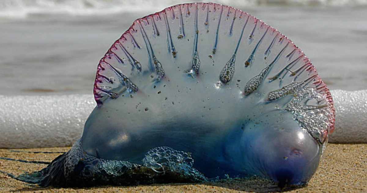 Un uomo ha mangiato decine di meduse velenose ed è sopravvissuto