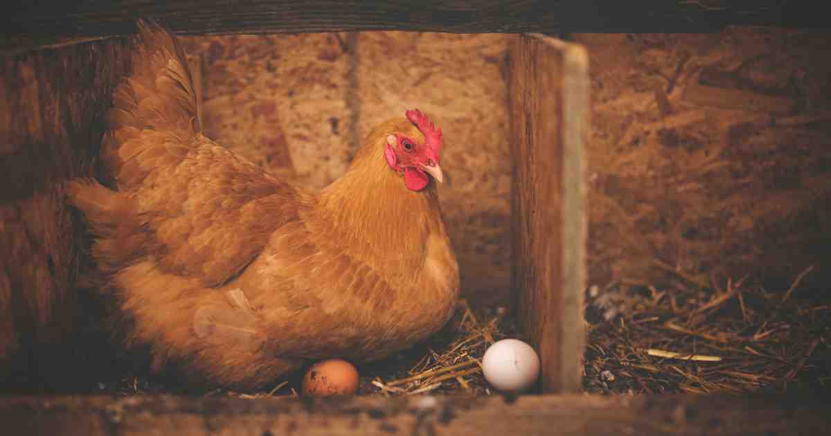 È nato prima l’uovo o la gallina? Ecco finalmente la risposta all’eterno dilemma