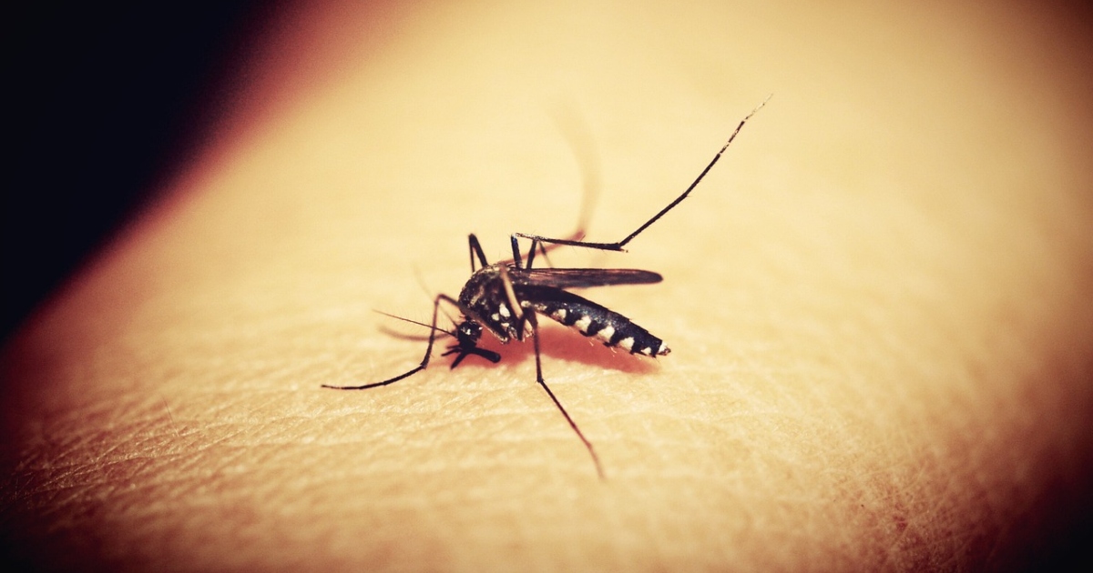 Arrivano le app anti-zanzare: ecco come funzionano