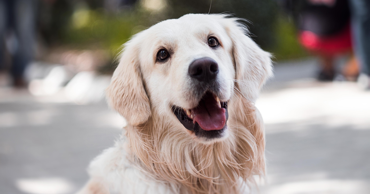 Costruisce per il suo cane una cuccia con mobili, frigorifero e tv [+VIDEO]