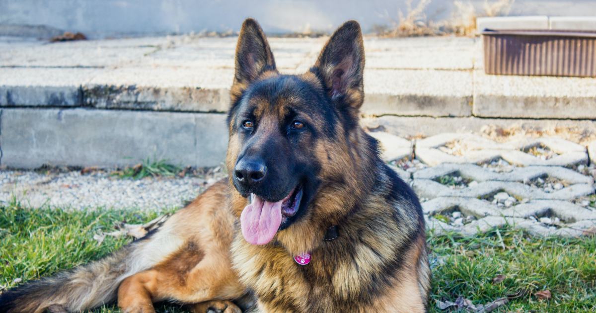 Cane inizia a soffocare: veterinaria lo salva con un solo gesto