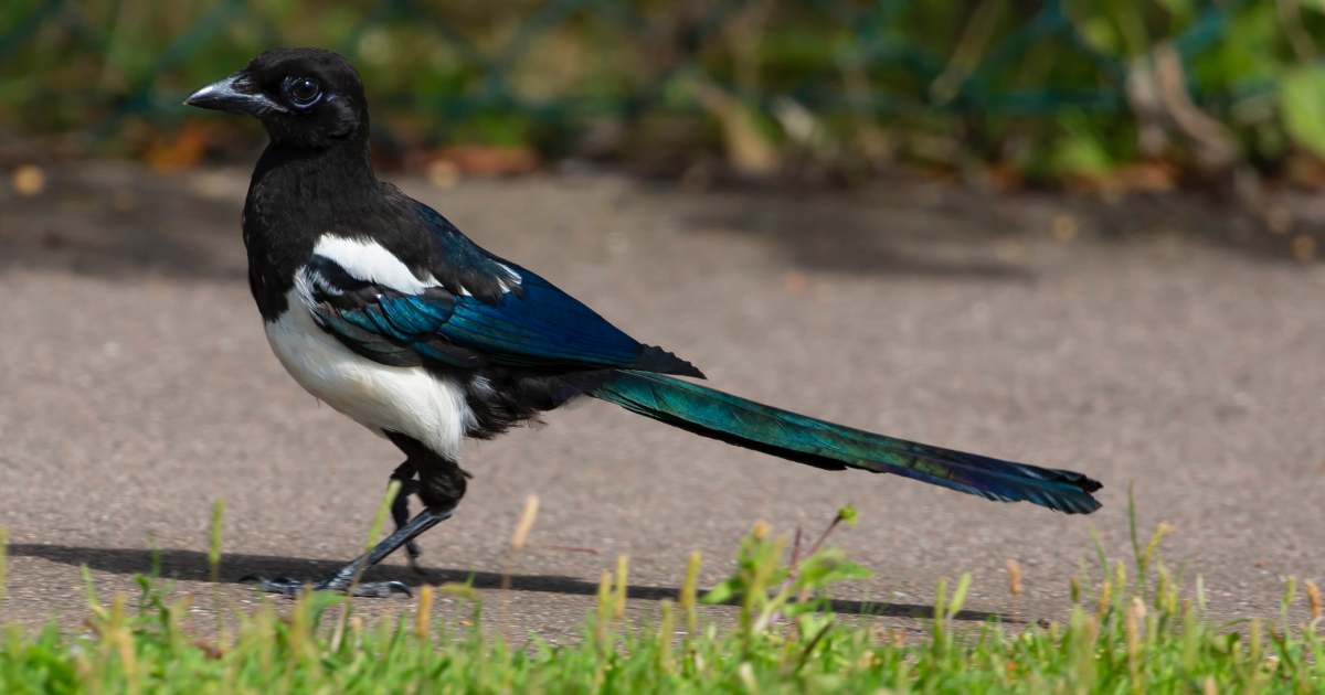 Gazze e corvi usano punte metalliche anti-uccelli per costruire e proteggere i propri nidi