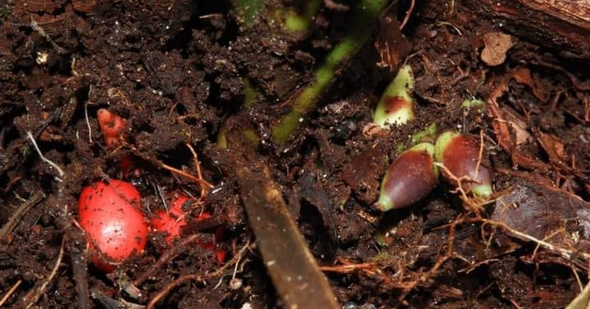 Scoperta una nuova specie di palma: è una delle uniche due che fruttificano e fioriscono sottoterra