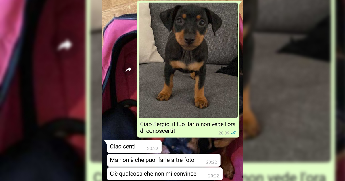 Il cane Ilario