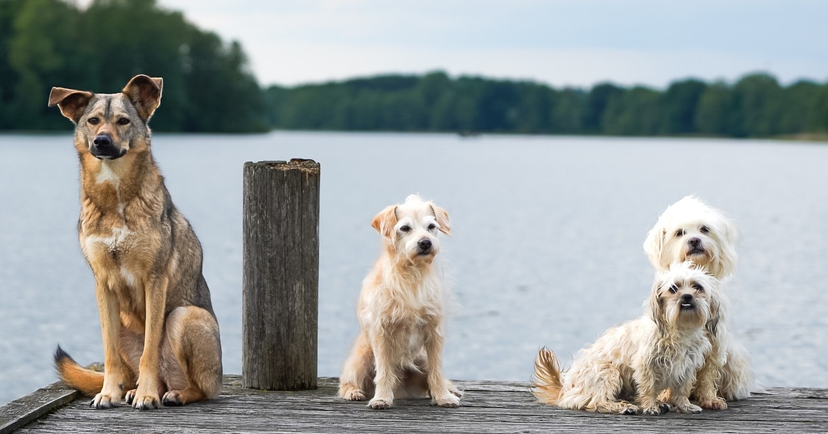 Ultracentenaria svela: “Meglio avere tanti cani, invece che tanti figli”