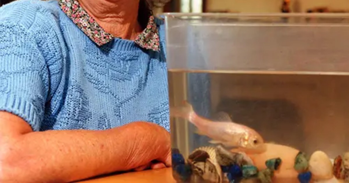Il pesce rosso più anziano di sempre era così vecchio che le sue squame erano diventate d’argento [+VIDEO]