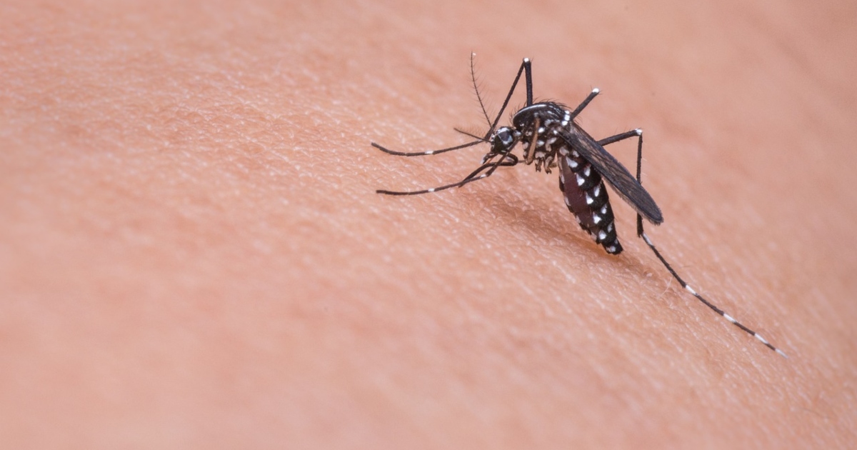 Moleste e insopportabili, ma utili: ecco a cosa servono le zanzare