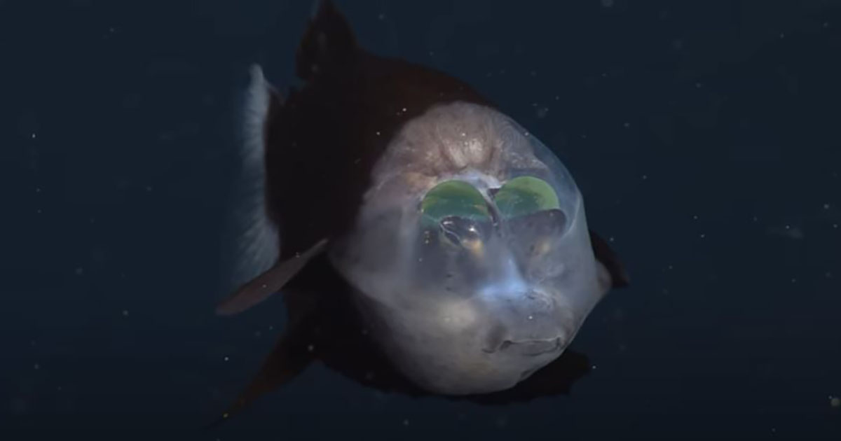 Il pesce Barreleye, lo strambo degli abissi con gli occhi rotanti e la testa trasparente [+VIDEO]
