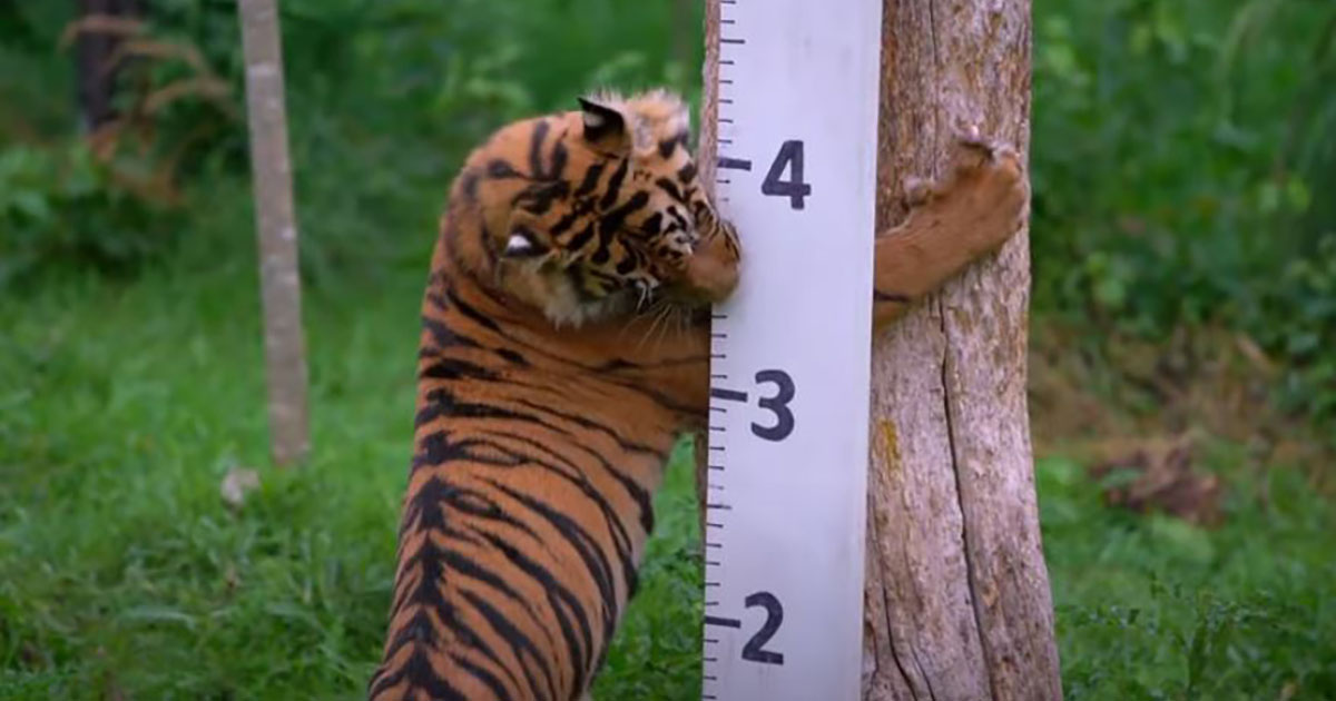 Come si pesa una tigre? Usando le spezie [+VIDEO]