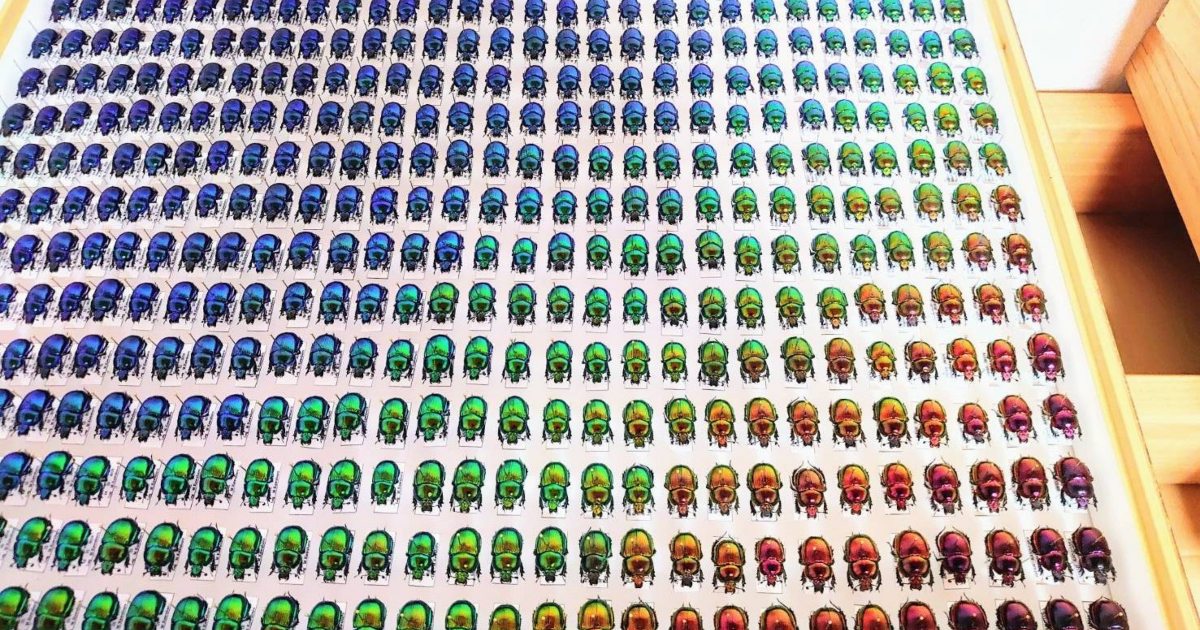 Annoiato, crea una collezione di sfumature di colore di scarabei stercorari
