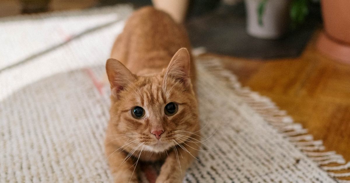 Gatto finge di morire di fame per ottenere cibo dai passanti, ma viene smascherato dalla padrona