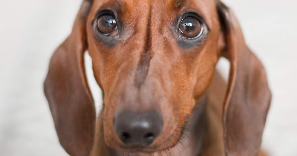 Agente immobiliare iraniano arrestato: aveva trasferito i diritti di proprietà di un appartamento a un cane