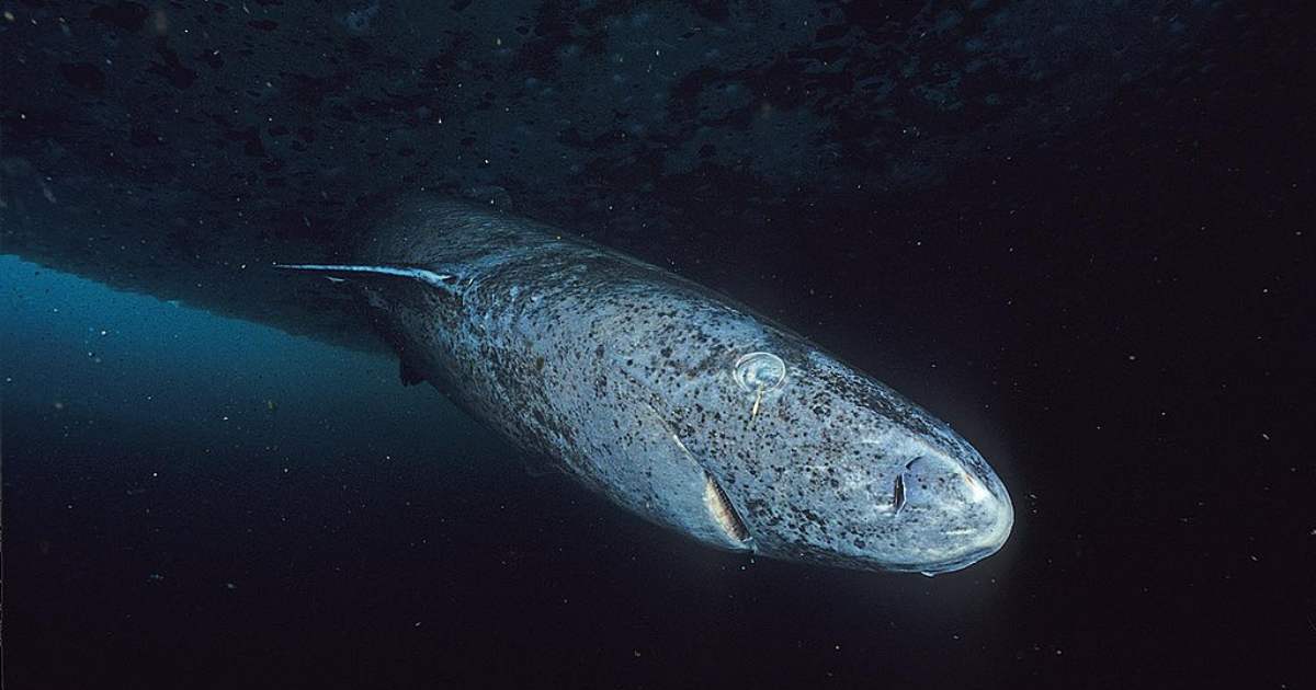 Avvistato nel Mar dei Caraibi lo squalo più vecchio del mondo: ha più di 500 anni