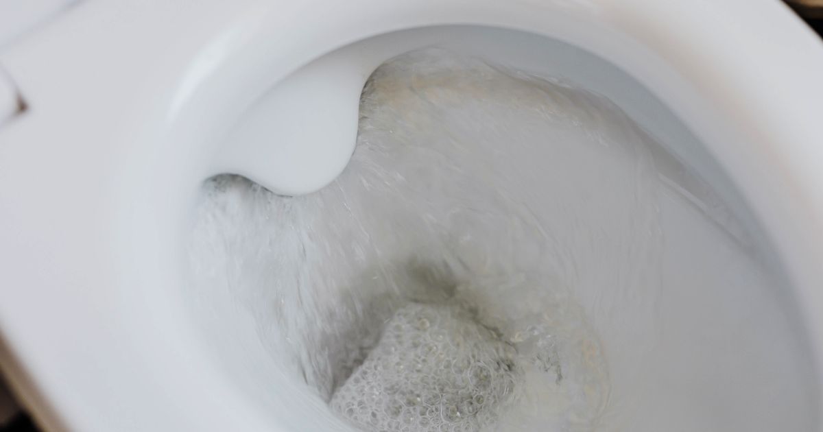 Serpente spunta dal water e morde un uomo proprio lì sotto