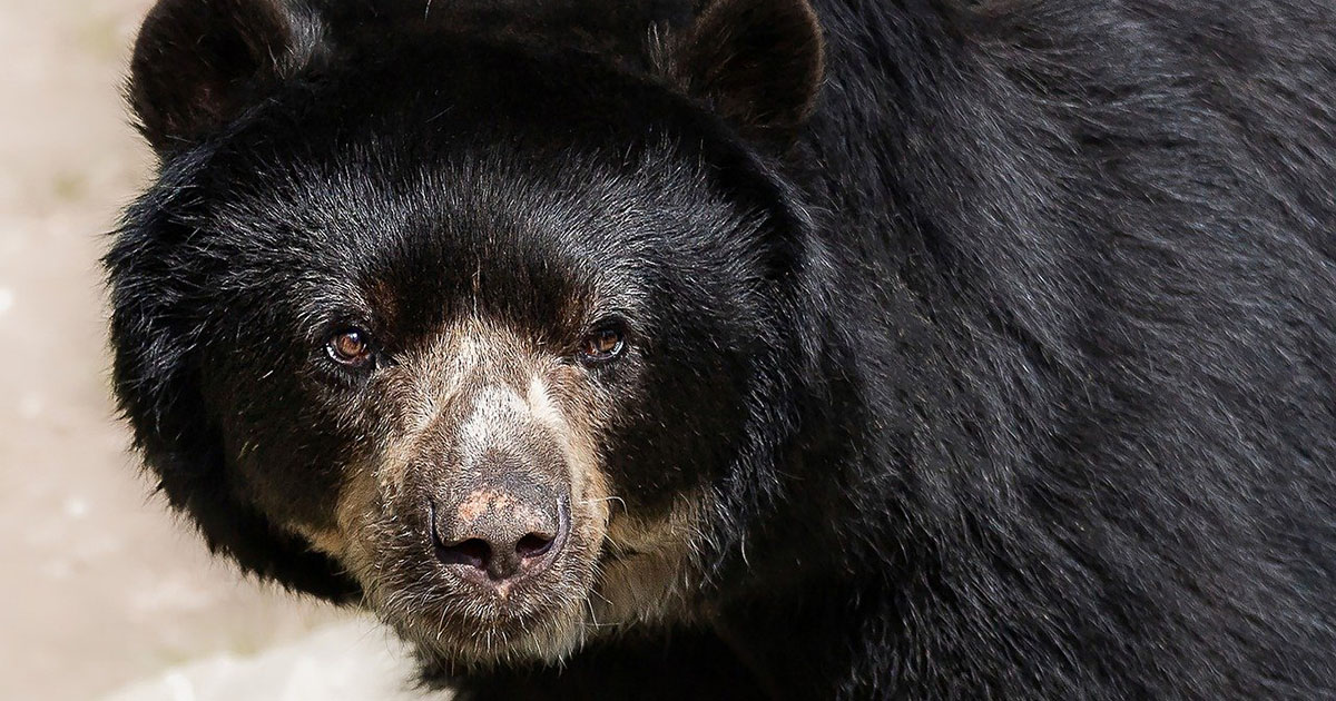 Un orso entra in casa e si serve dal frigo una lattina alcolica [+VIDEO]