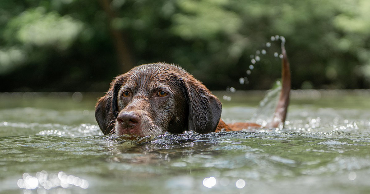 Un cane inseguito si tuffa in acqua e viene salvato da tre coccodrilli [+VIDEO]