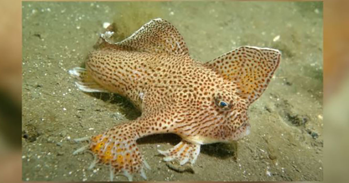 Un raro pesce che “cammina” fotografato in Australia