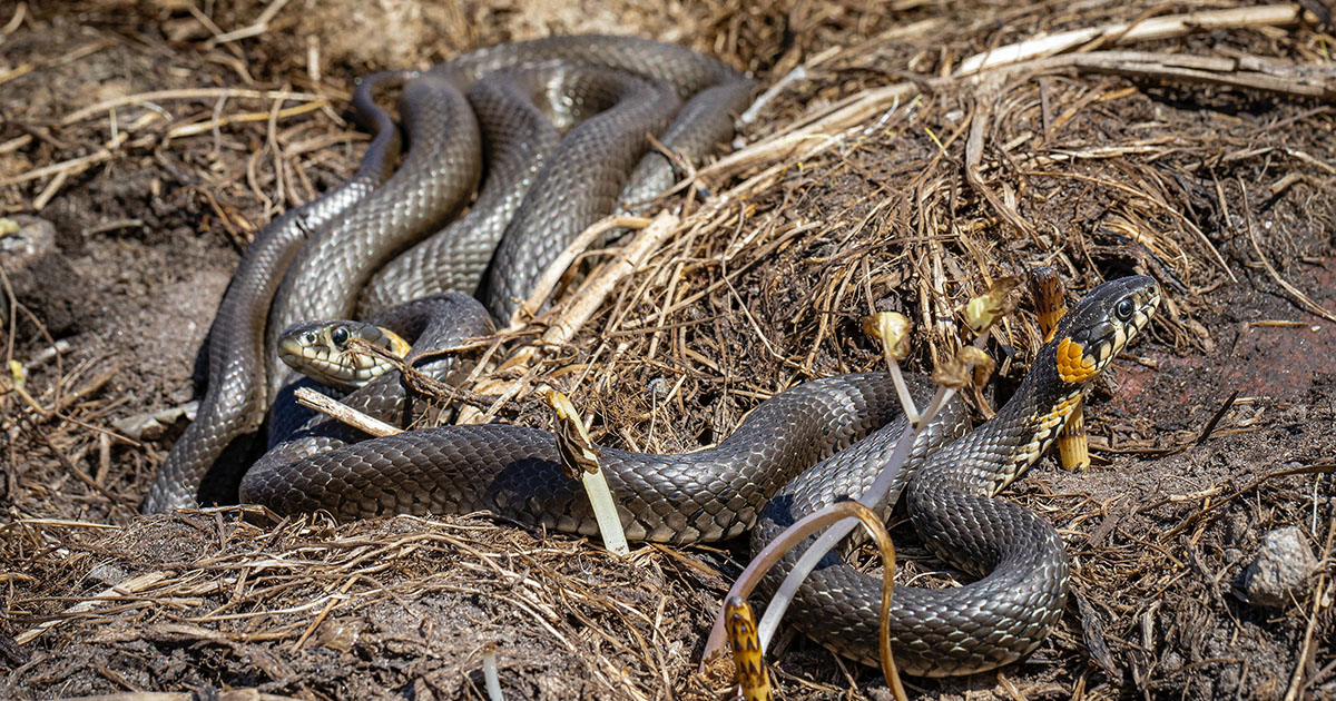 Un uomo scopre 20 serpenti a sonagli nel garage di casa [+VIDEO]
