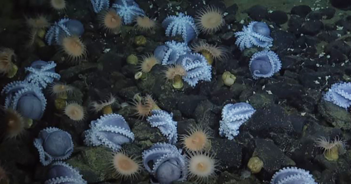Un misterioso sito sul fondo dell’oceano attira migliaia di polpi [+VIDEO]