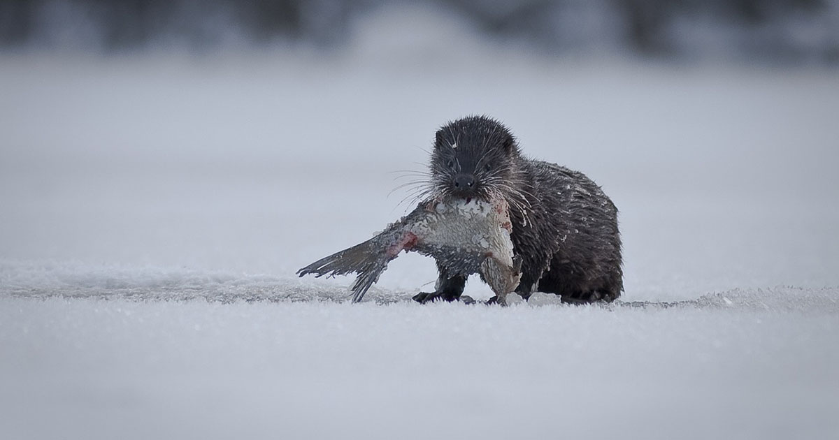 Una lontra ruba pesci da un laghetto per un valore di 120.000 euro [+VIDEO]