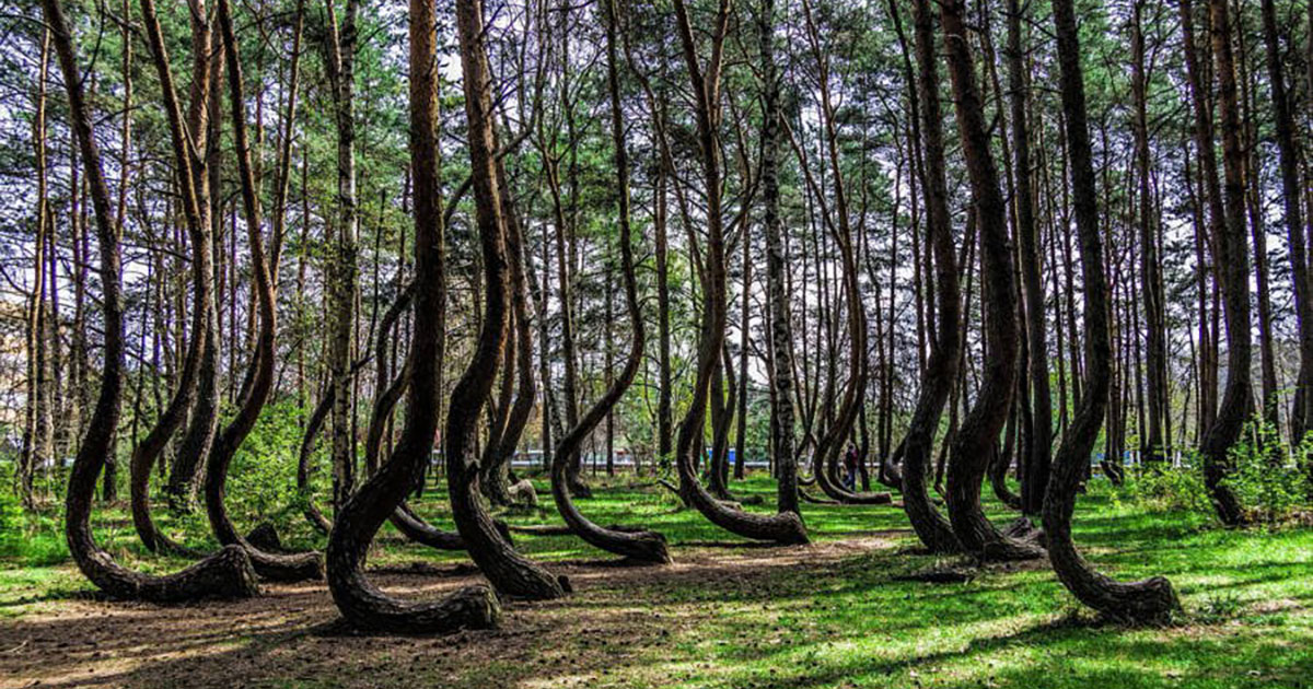 Il mistero della “Foresta Storta” in Polonia
