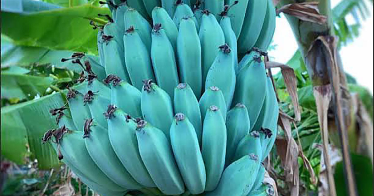La banana blu dal sapore di vaniglia è un alimento super nutriente