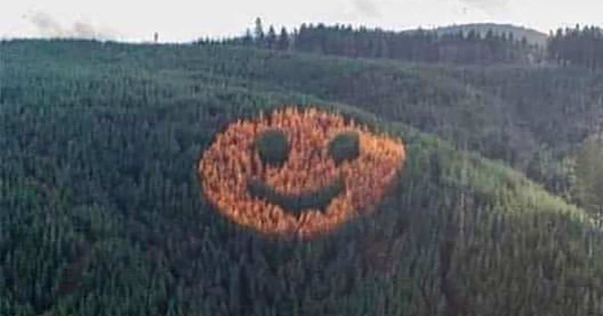 In un bosco ogni anno in autunno compare una emoji sorridente