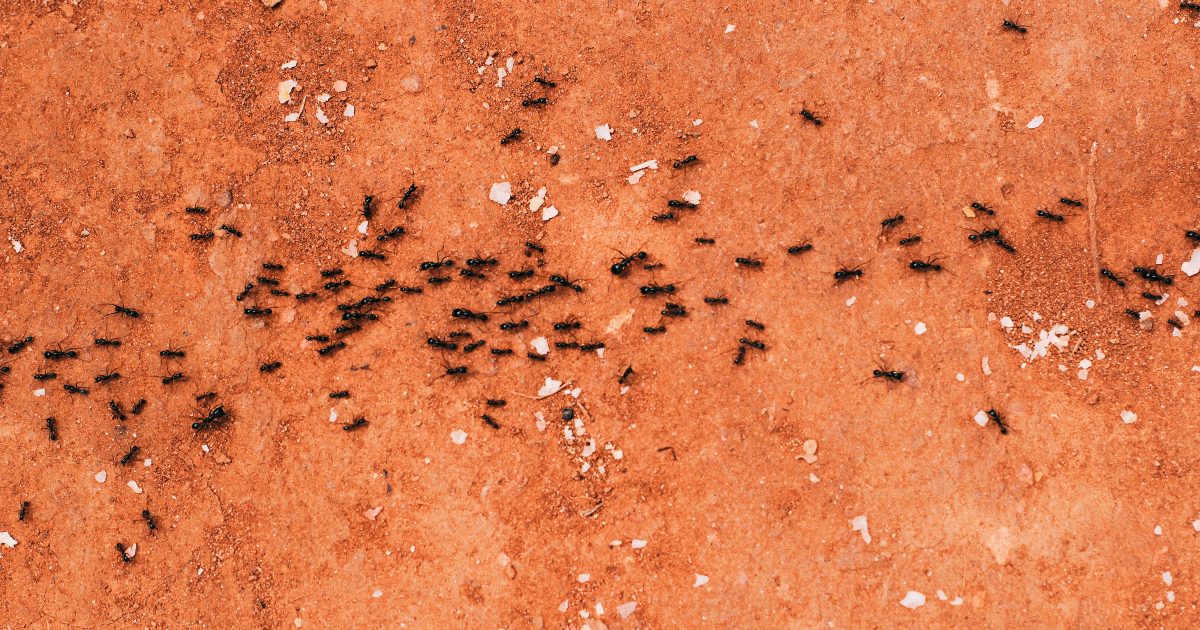 Perché le formiche portano via le altre formiche che non ci sono più?