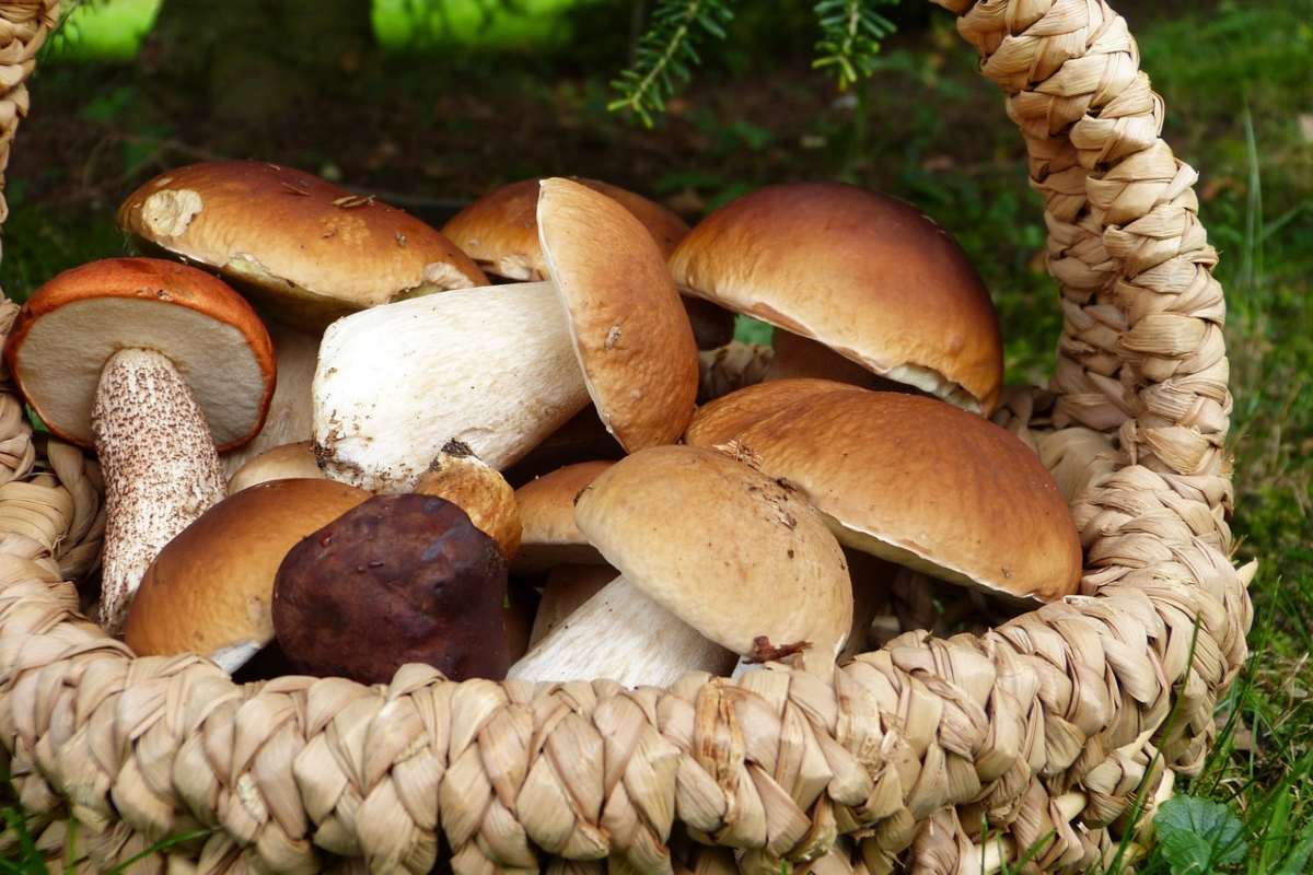 Va a funghi in Liguria ma il giorno dopo si ritrova in Emilia: “Mi sono perso”