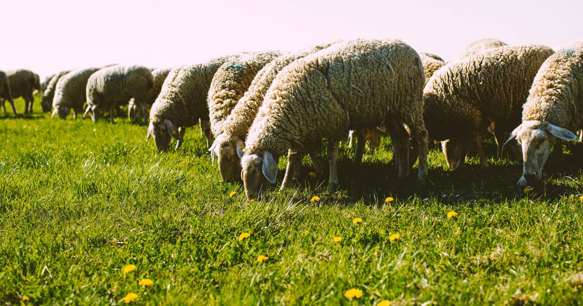 Gregge di pecore fa “un’abbuffata” di cannabis, mangiandone oltre cento chili