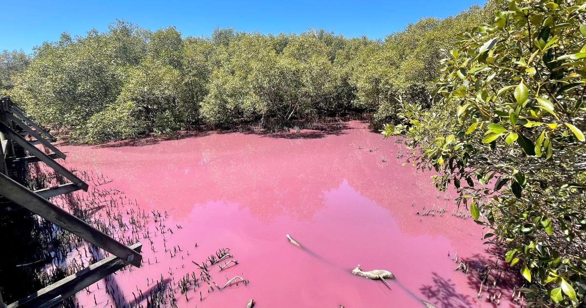 Una palude australiana è diventata misteriosamente rosa