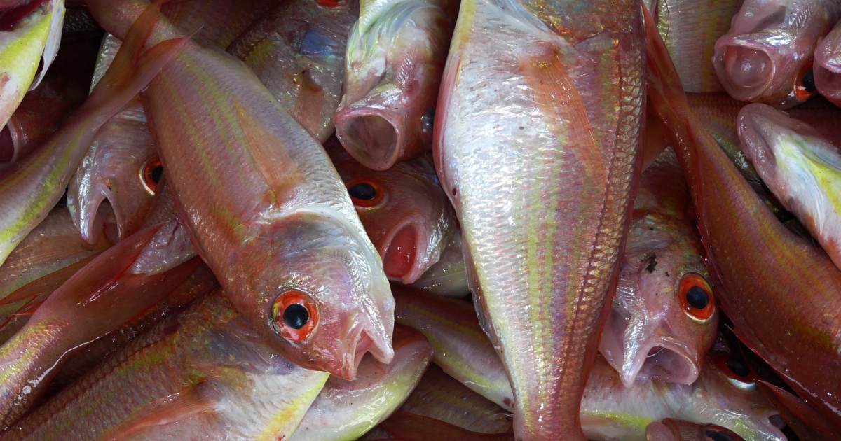 Creatore di contenuti mangia pesci infestati da tenie per le visualizzazioni