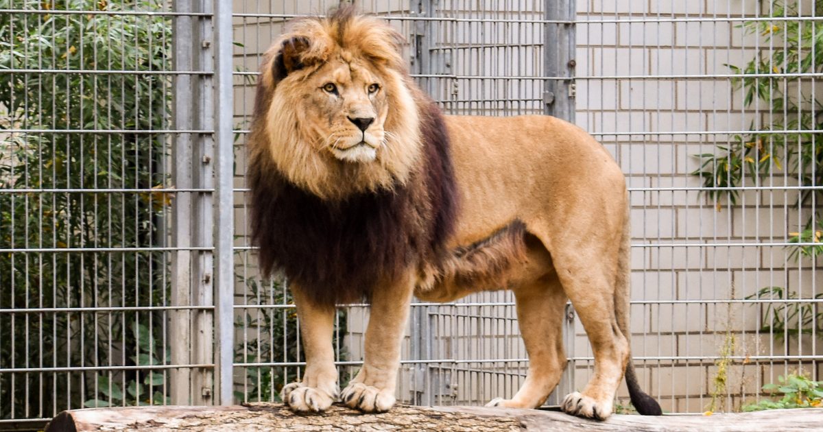 Prete entra nella gabbia dei leoni per dimostrare di avere protezione divina [+VIDEO]